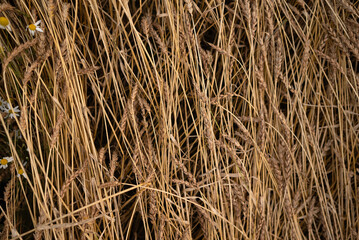 wheat field with daisies close-up
