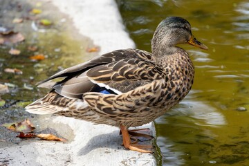 Fototapeta premium Mallard duck standing by a pond