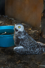 A white owl sits with its beak open. A white owl at the Minsk zoo