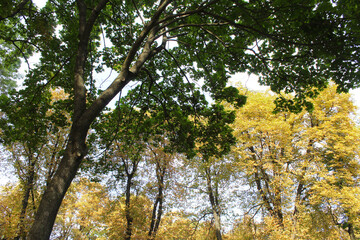 autumn trees in the park