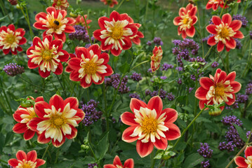 Red collerette Dahlias Yellow centers