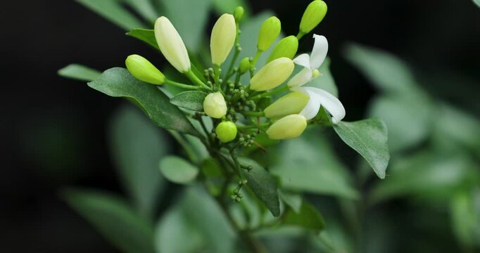 Closeup footage of the orange jasmine buds (Murraya paniculata) blooming during daytime
