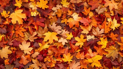 Fototapeta premium Autumn leaves pattern background top view