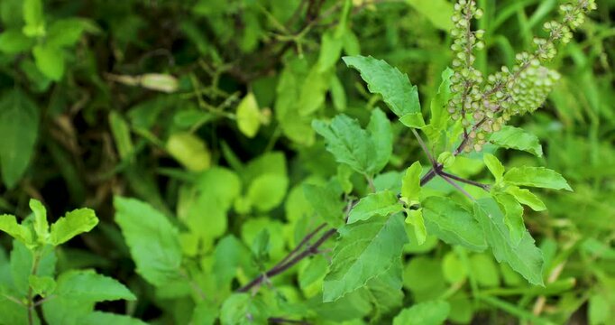 Closeup footage of the light wind moving the holy basil plant in the garden during daytime