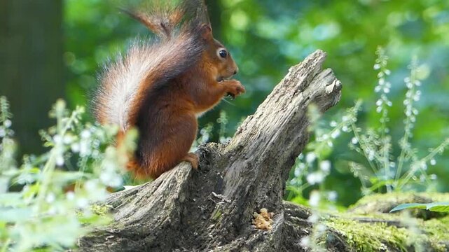 Cute Sciurus vulgaris ognevi sitting on a broken log and eating in the forest on a windy day