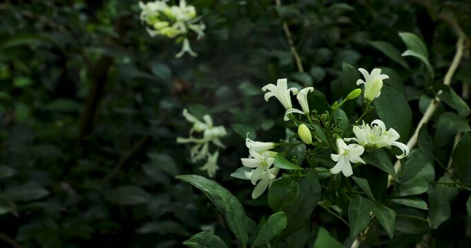 Closeup footage of the orange jasmine flowers (Murraya paniculata) blooming in the garden in daytime