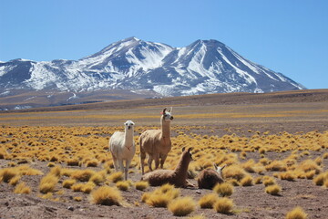 Landcape desert - Chile