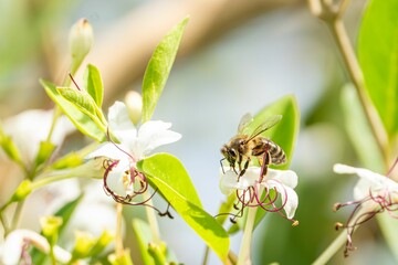 A bee around white flowers