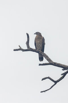 A honey buzzard perched on a foggy morning at Bharatpur Sanctuary Rajasthan
