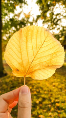 Hand holding yellow leaf in autumn Stromovka Park during golden hour. Vertical mobile photo