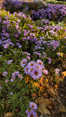 Fototapeta premium Purple asters blooming in a garden during autumn in Dresden. Vertical mobile photo