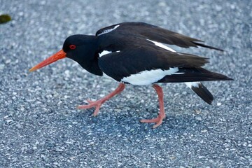 Of an oystercatcher bird walking on a gravel path.