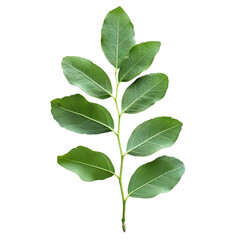 Obraz premium Acacia leaf on transparent background.