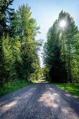 Serene gravel road lined with tall green trees under a clear blue sky.