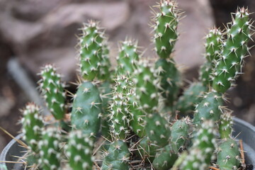 kaktus opuncja opuntia fragilis Duel