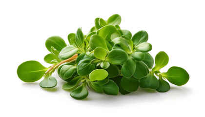 Fresh purslane bunch isolated on a white background, perfect for culinary uses, herbal remedies, and natural wellness