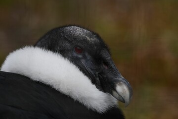 Fototapeta premium Close-up of an Andean condor