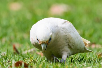 White cockatoo foraging on green grass © Wirestock