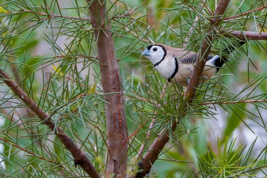 Close-up of a double-barred finch perched on a tree branch