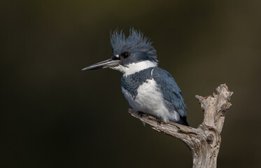 Belted Kingfisher in South Florida 