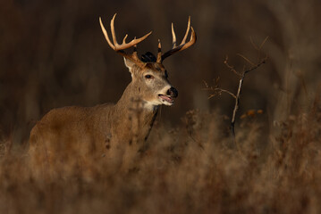 White-tailed deer buck during the rut