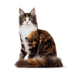 Pretty young tortie Maine Coon cat, sitting sitting up side ways. Looking towards camera. Isolated on a white background.