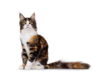 Pretty young tortie Maine Coon cat, sitting up side ways. Looking towards camera. Isolated on a white background.