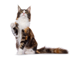 Pretty young tortie Maine Coon cat, sitting up side ways. Looking and reaching with paw above camera. Isolated on a white background.