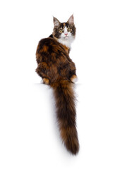 Pretty young tortie Maine Coon cat, sitting backwards on edge. Looking over shoulder towards camera. Isolated on a white background.