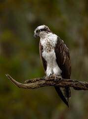 Osprey in central Florida