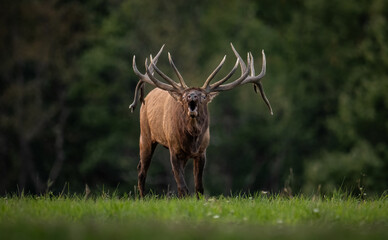 Bull elk during the rut
