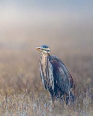 Purple heron waits motionless, for its next catch on a foggy morning at Bharatpur Sanctuary.