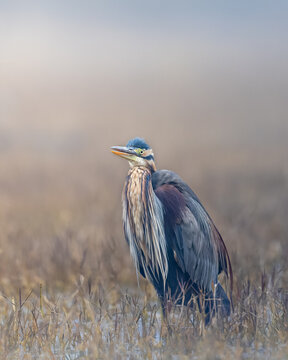 Purple heron waits motionless, for its next catch on a foggy morning at Bharatpur Sanctuary.