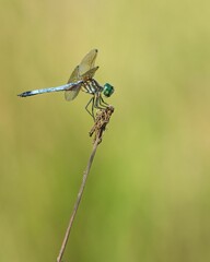 Close-up of a Blue Dasher Dragonfly perched on a twig