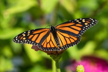 Fototapeta premium Closeup of a Monarch Butterfly with open wings perched on a flower
