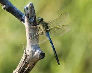 Close-up of a Green Darner Dragonfly perched on a branch