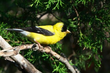 Closeup of an American Goldfinch perched on a branch