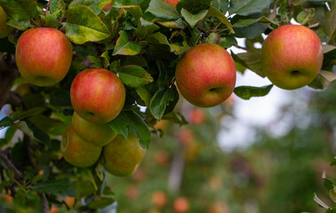 Closeup of ripe red apples with copy space.