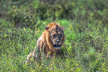 Majestic Lion Resting in Lush Green Grass