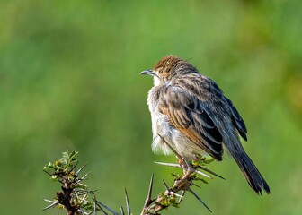 Small bird perched on thorny branch
