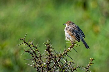 Small bird perched on thorny branch with green background.