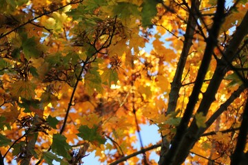 Colored leaves of a tree in the autumn season photo between the branches