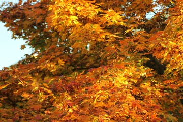 Colored leaves of a tree in the autumn season