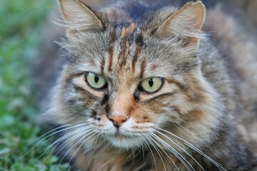 Close-up of a cat's eyes and head close-up