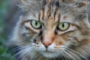 Macro photo of the hotel cat, a nice close-up of a striped tiger