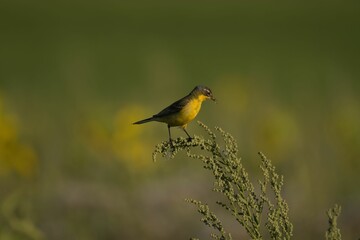 Yellow bird perched on a green plant.