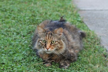 Macro photo of the hotel cat, a nice close-up of a striped tiger