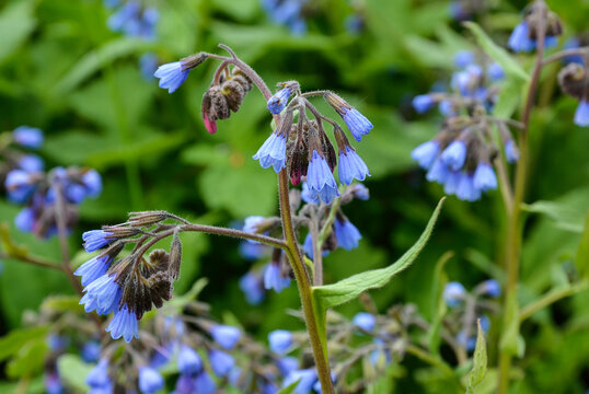 Bourrache officinale, Borago officinalis