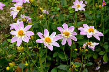 Fototapeta premium Dahlia, variete Impression Famoso