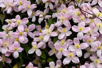 Clematis montana, Clematis montana